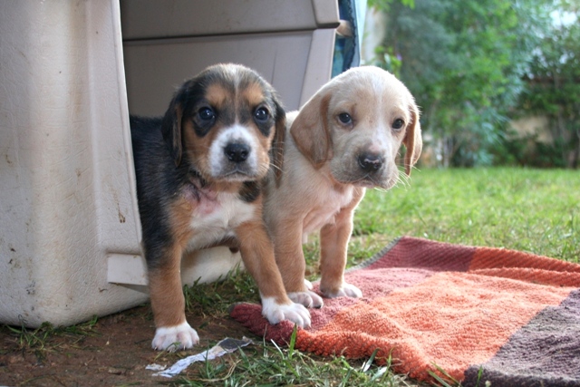 Twins left near a busy road - now have a better home